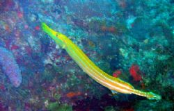 Trumpet Fish off of Ft. Lauderdale Fl by Brian Fryburg 